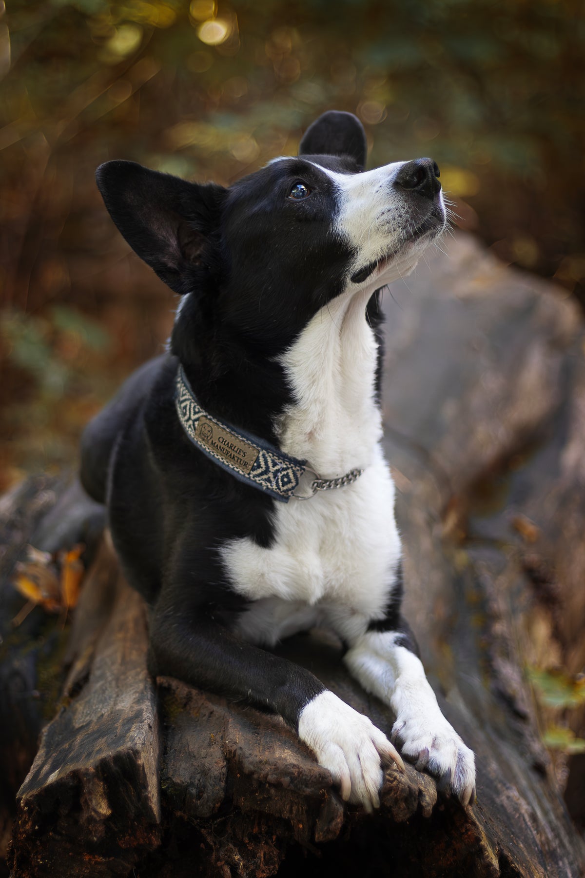 Gurtbandhalsband