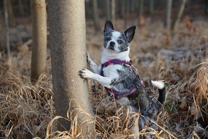 Y-Geschirr Pinke Lilien