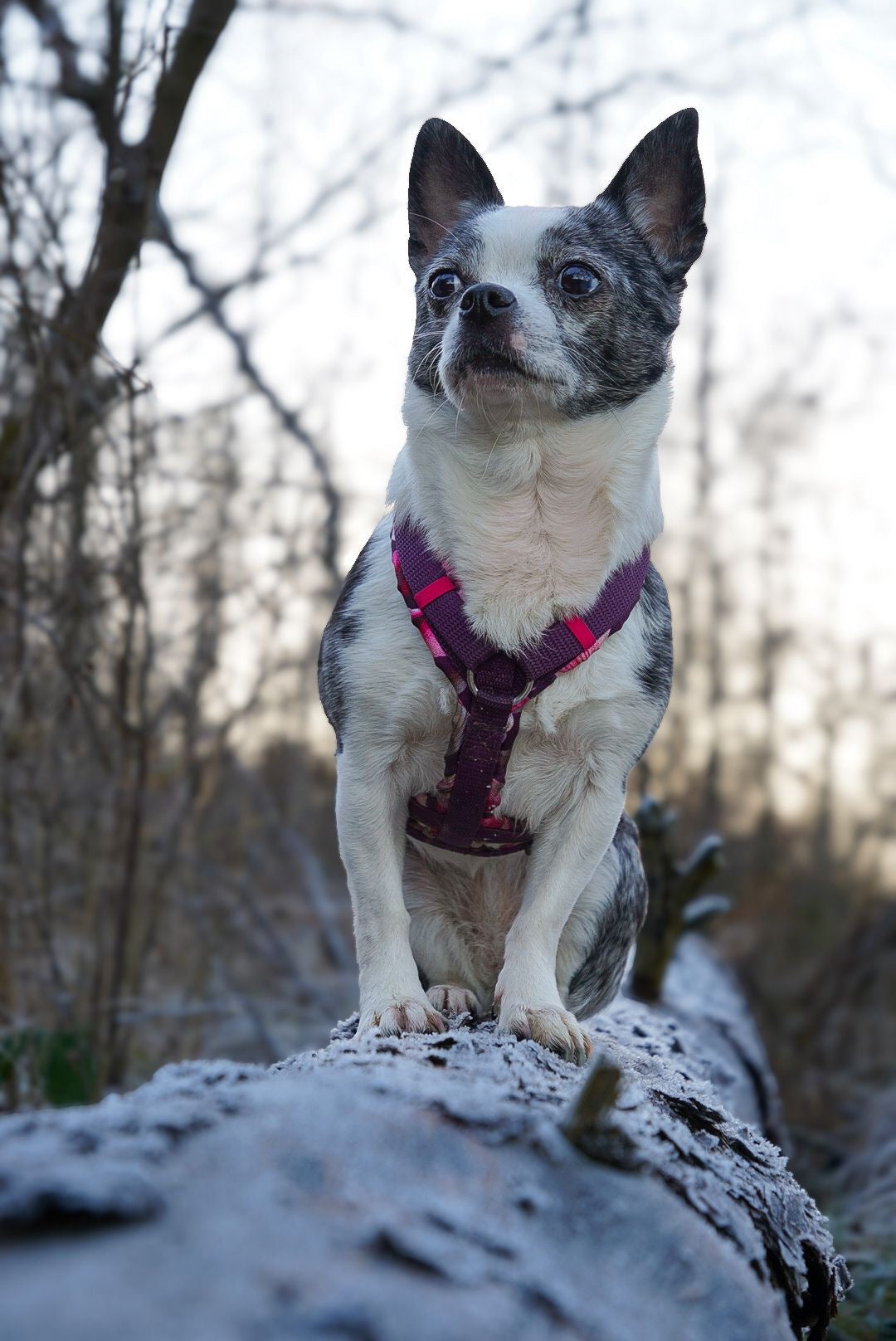 Y-Geschirr Pinke Lilien