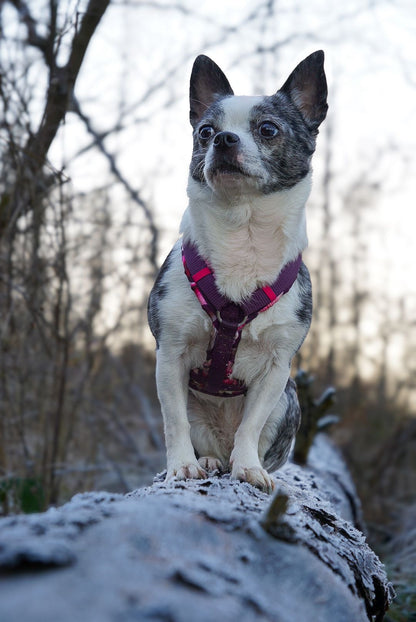 Y-Geschirr Pinke Lilien