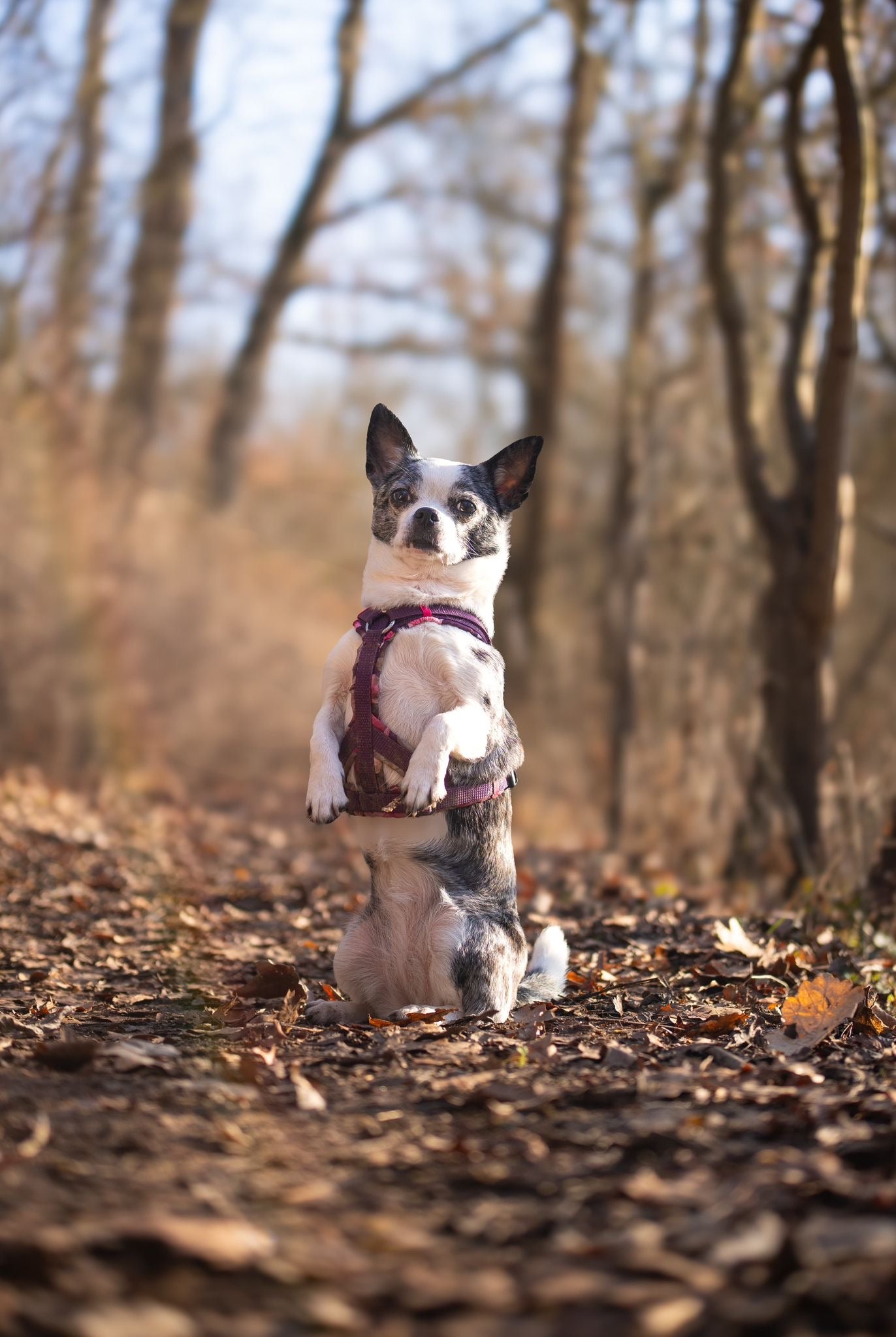 Y-Geschirr Pinke Lilien