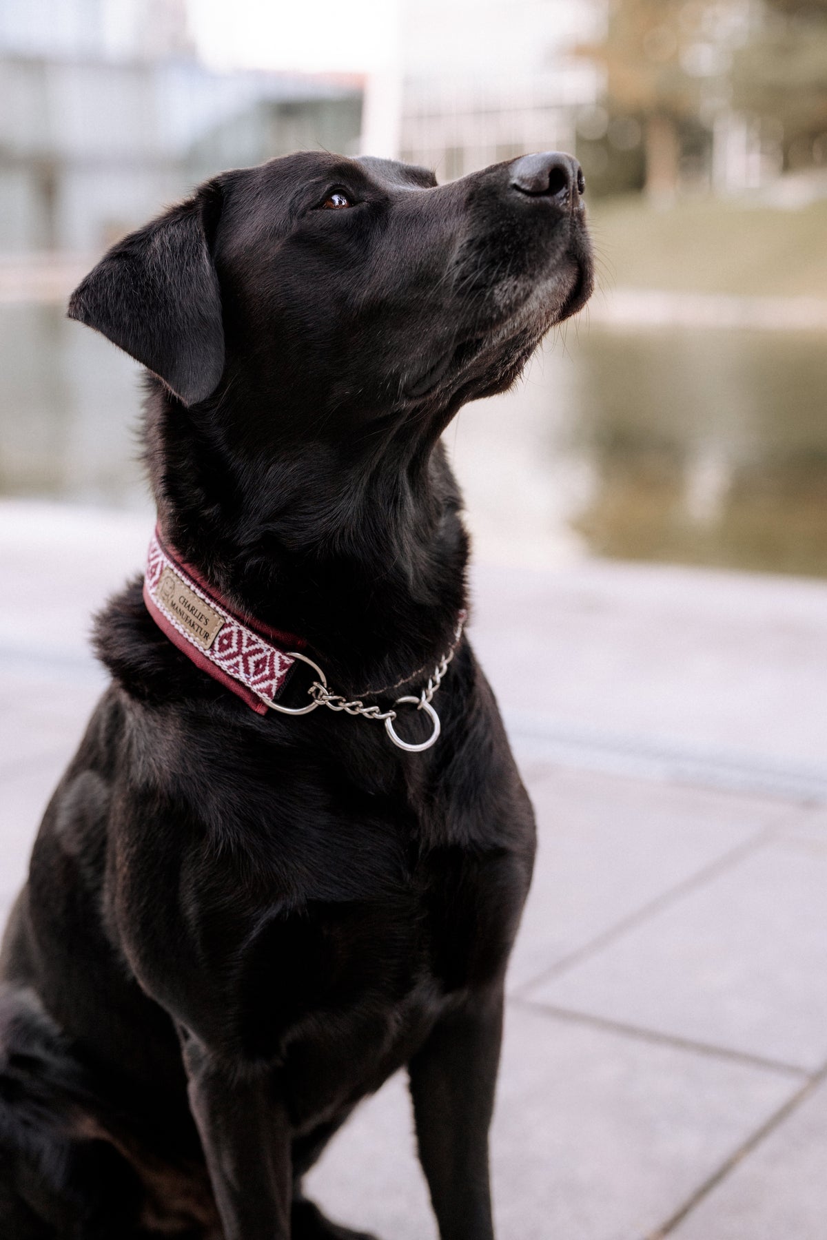Gurtbandhalsband