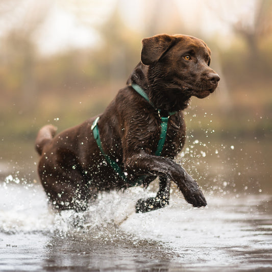 -30% AKTION Biothanegeschirre
